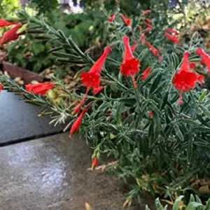 California Fuchsia Seeds - 30 Count, Orange-Red Flowers, Full Sun, Drought Tolerant