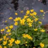Caltha Palustris Seeds - Marsh Marigold Flower Seeds - Perennial Yellow Outdoor Plant - 200 Count for Ponds & Streams