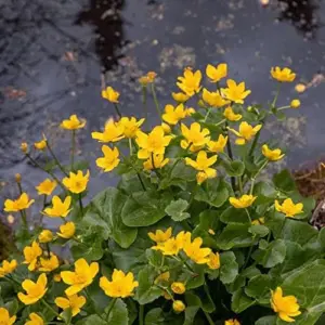 Caltha Palustris Seeds - Marsh Marigold Flower Seeds - Perennial Yellow Outdoor Plant - 200 Count for Ponds & Streams