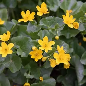 Caltha Palustris Seeds - Marsh Marigold Flower Seeds - Perennial Yellow Outdoor Plant - 200 Count for Ponds & Streams