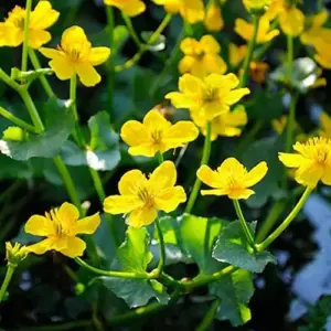 Caltha Palustris Seeds - Marsh Marigold Flower Seeds - Perennial Yellow Outdoor Plant - 200 Count for Ponds & Streams