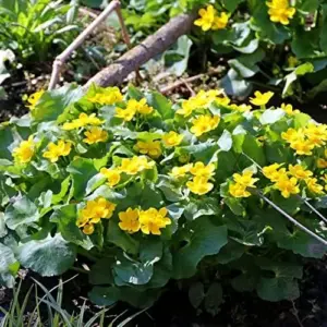 Caltha Palustris Seeds - Marsh Marigold Flower Seeds - Perennial Yellow Outdoor Plant - 200 Count for Ponds & Streams
