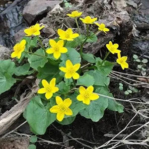 Caltha Palustris Seeds - Marsh Marigold Flower Seeds - Perennial Yellow Outdoor Plant - 200 Count for Ponds & Streams