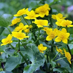 Caltha Palustris Seeds - Marsh Marigold Flower Seeds - Perennial Yellow Outdoor Plant - 200 Count for Ponds & Streams