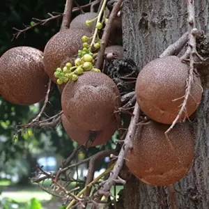 Cannonball Gourd Seeds 8 Pcs Vegetable Seeds White for Decorative Crafts Birdhouses Baskets Edible Garden Outdoor Trellis