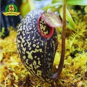 Carnivorous Plant Seeds Nepenthes Tropical Pitcher Garden 200 Count Outdoor Full Sun