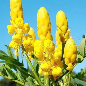 Cassia Alata Seeds Senna Alata Evergreen Shrub Perennial Deer Resistant Ornamental Bee Attracting Outdoor 20 Seeds Green Yellow