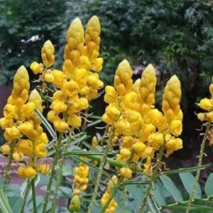 Cassia Alata Seeds Senna Alata Evergreen Shrub Perennial Deer Resistant Ornamental Bee Attracting Outdoor 20 Seeds Green Yellow