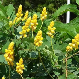 Cassia Alata Seeds Senna Alata Evergreen Shrub Perennial Deer Resistant Ornamental Bee Attracting Outdoor 20 Seeds Green Yellow