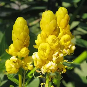 Cassia Alata Seeds Senna Alata Evergreen Shrub Perennial Deer Resistant Ornamental Bee Attracting Outdoor 20 Seeds Green Yellow