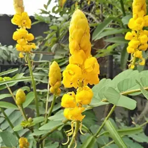 Cassia Alata Seeds Senna Alata Evergreen Shrub Perennial Deer Resistant Ornamental Bee Attracting Outdoor 20 Seeds Green Yellow