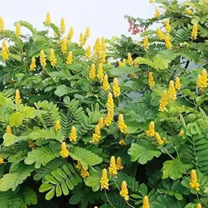 Cassia Alata Seeds Senna Alata Evergreen Shrub Perennial Deer Resistant Ornamental Bee Attracting Outdoor 20 Seeds Green Yellow
