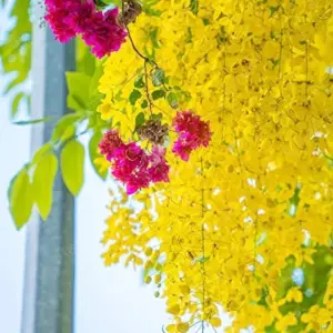 Cassia Fistula Tree Seeds Golden Shower Fast Growing Fragrant Evergreen 15 Pcs Golden
