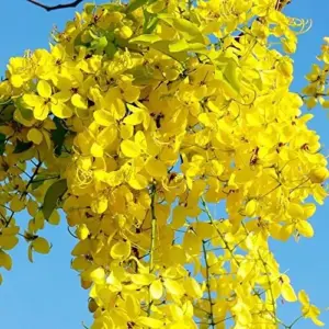 Cassia Fistula Tree Seeds Golden Shower Fast Growing Fragrant Evergreen 15 Pcs Golden