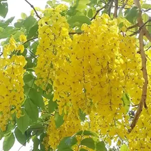 Cassia Fistula Tree Seeds Golden Shower Fast Growing Fragrant Evergreen 15 Pcs Golden
