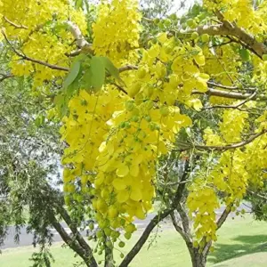 Cassia Fistula Tree Seeds Golden Shower Fast Growing Fragrant Evergreen 15 Pcs Golden