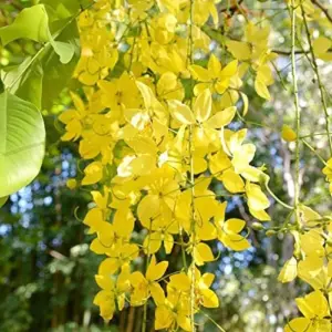 Cassia Fistula Tree Seeds Golden Shower Fast Growing Fragrant Evergreen 15 Pcs Golden