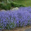 Catmint Seeds - Blue Wonder Nepeta Mussinii - Compact, Heat Tolerant Perennial - 25 Seeds