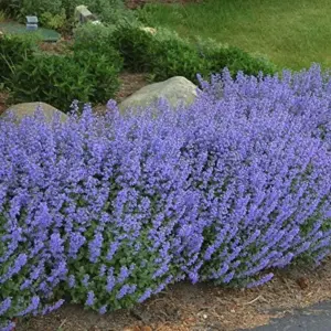 Catmint Seeds - Blue Wonder Nepeta Mussinii - Compact, Heat Tolerant Perennial - 25 Seeds