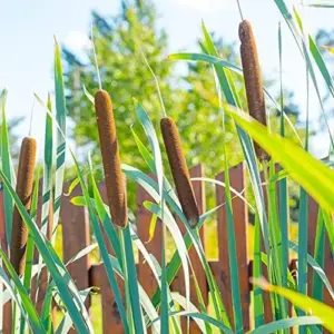 Cattail Seeds Typha Latifolia Perennial Fast Growing Ornamental Pond Bog Garden Outdoor, 50 Pcs Brown Organic Herb Seeds