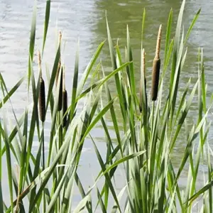 Cattail Seeds Typha Latifolia Perennial Fast Growing Ornamental Pond Bog Garden Outdoor, 50 Pcs Brown Organic Herb Seeds