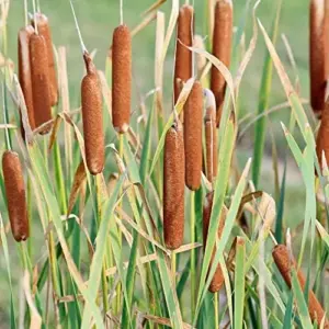 Cattail Seeds Typha Latifolia Perennial Fast Growing Ornamental Pond Bog Garden Outdoor, 50 Pcs Brown Organic Herb Seeds
