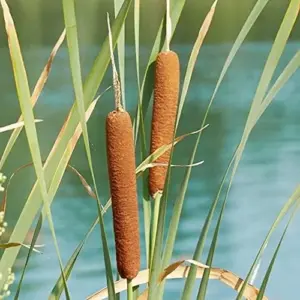 Cattail Seeds Typha Latifolia Perennial Fast Growing Ornamental Pond Bog Garden Outdoor, 50 Pcs Brown Organic Herb Seeds