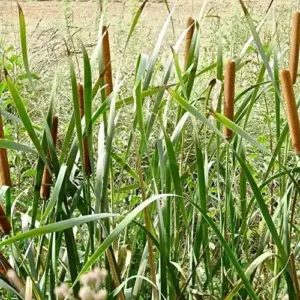 Cattail Seeds Typha Latifolia Perennial Fast Growing Ornamental Pond Bog Garden Outdoor, 50 Pcs Brown Organic Herb Seeds