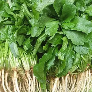 Celery Cabbage Seeds 1000 Pcs - Green Vegetable Seeds, Low Calorie, High Vitamin C, Outdoor Garden