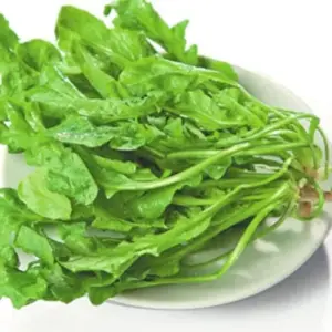 Celery Cabbage Seeds 1000 Pcs - Green Vegetable Seeds, Low Calorie, High Vitamin C, Outdoor Garden