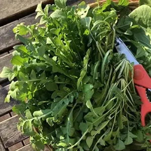 Celery Cabbage Seeds 1000 Pcs - Green Vegetable Seeds, Low Calorie, High Vitamin C, Outdoor Garden
