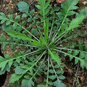 Celery Cabbage Seeds 1000 Pcs - Green Vegetable Seeds, Low Calorie, High Vitamin C, Outdoor Garden