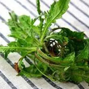 Celery Cabbage Seeds 1000 Pcs - Green Vegetable Seeds, Low Calorie, High Vitamin C, Outdoor Garden