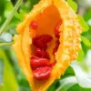 Cerasee Seeds Momordica Charantia Gourd Family 100 Pcs Green GMO Free Outdoor Garden Vegetable Seeds