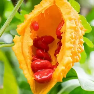 Cerasee Seeds Momordica Charantia Gourd Family 100 Pcs Green GMO Free Outdoor Garden Vegetable Seeds