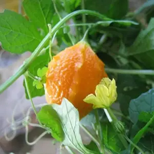 Cerasee Seeds Momordica Charantia Gourd Family 100 Pcs Green GMO Free Outdoor Garden Vegetable Seeds