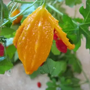 Cerasee Seeds Momordica Charantia Gourd Family 100 Pcs Green GMO Free Outdoor Garden Vegetable Seeds