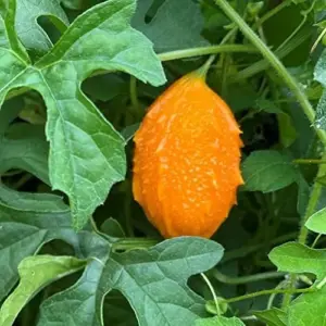 Cerasee Seeds Momordica Charantia Gourd Family 100 Pcs Green GMO Free Outdoor Garden Vegetable Seeds
