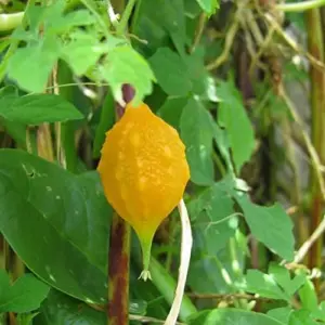 Cerasee Seeds Momordica Charantia Gourd Family 100 Pcs Green GMO Free Outdoor Garden Vegetable Seeds