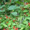 Chiltepin Pepper Seeds - 50 Count - Extremely Hot Heirloom Vegetable Seeds