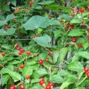 Chiltepin Pepper Seeds - 50 Count - Extremely Hot Heirloom Vegetable Seeds