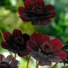 Chocolate Cosmos Seeds Perennial Flower Seeds 100 Pcs Dark Red Organic for Gardens & Containers