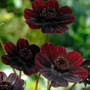 Chocolate Cosmos Seeds Perennial Flower Seeds 100 Pcs Dark Red Organic for Gardens & Containers