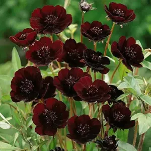 Chocolate Cosmos Seeds Perennial Flower Seeds 100 Pcs Dark Red Organic for Gardens & Containers