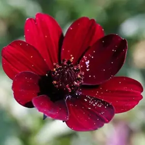 Chocolate Cosmos Seeds Perennial Flower Seeds 100 Pcs Dark Red Organic for Gardens & Containers