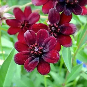 Chocolate Cosmos Seeds Perennial Flower Seeds 100 Pcs Dark Red Organic for Gardens & Containers