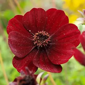 Chocolate Cosmos Seeds Perennial Flower Seeds 100 Pcs Dark Red Organic for Gardens & Containers