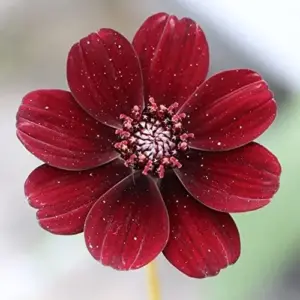 Chocolate Cosmos Seeds Perennial Flower Seeds 100 Pcs Dark Red Organic for Gardens & Containers