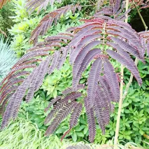 Chocolate Mimosa Tree Seeds Albizia Julibrissin Silk Tree Shrub Fragrant Showy Deer Resistant Drought Tolerant 10 Count Black Pink
