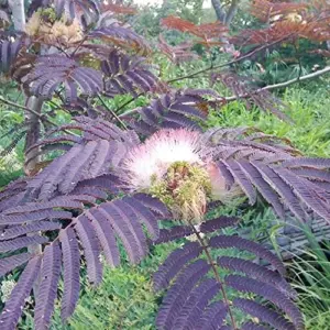 Chocolate Mimosa Tree Seeds Albizia Julibrissin Silk Tree Shrub Fragrant Showy Deer Resistant Drought Tolerant 10 Count Black Pink